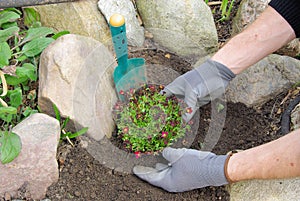 Planting a saxifraga bryoides