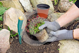 Planting a saxifraga bryoides