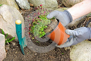 Planting a saxifraga bryoides