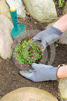 Planting a saxifraga bryoides