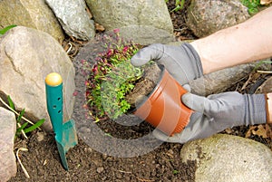 Planting a saxifraga bryoides