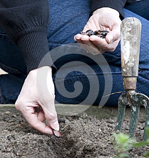 Planting seed