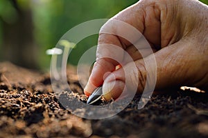 Planting seed