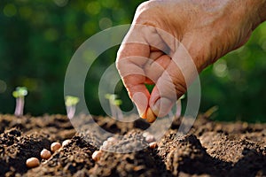 Planting seed