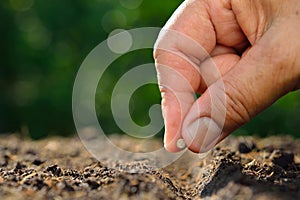 Planting seed photo