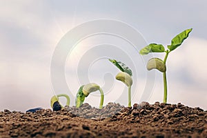 planting seed grow step concept in garden and blue sky with sun background. agriculture idea