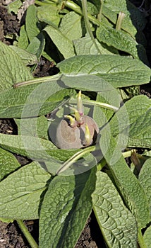 Planting seed Potatoes