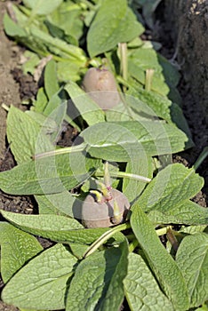 Planting seed Potatoes