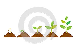 Planting seed sprout in ground. Infographic sequence grow sapling. Seedling gardening tree. Icon, flat isolated on white