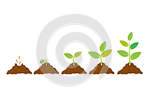 Planting seed sprout in ground. Infographic sequence grow sapling. Seedling gardening tree. Icon, flat isolated on white photo