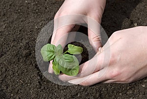 Planting a seedling