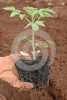 Planting a seedling