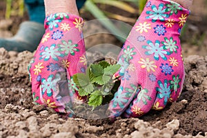 Planting Seedling Of Strawberry In Garden.