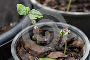 Planting seedling of yard long beans grow in fertile soil in the vegetable garden. Green seedling from farm organic agriculture