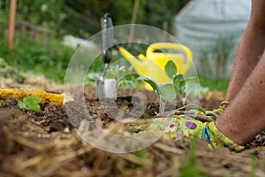 Planting seedlings