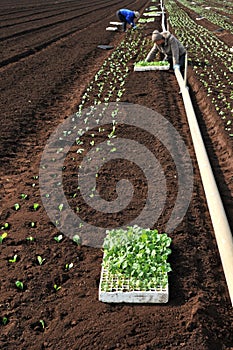 Planting seedlings