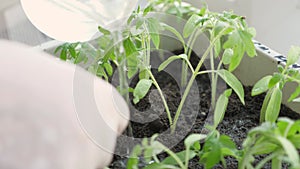 Planting seedlings. Growing laboratory, plant breeding. Farmer watering young plant sprouts growing on fertile soil in a