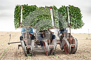 Planting seedlings machine