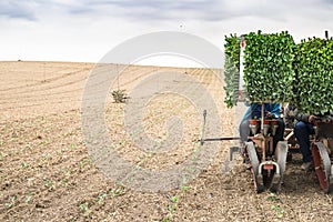 Planting seedlings machine