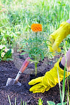 Planting seedlings of marigolds in the ground. Hands in rubber protective gloves, scoop