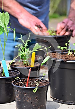 Planting seedlings and sprouts in larger flower pots. Urban gardening. Kitchen garden. Organic lifestyle.