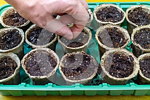 Planting seeds agriculture in seedling cups