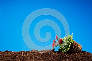 Planting seeds and flowers in the soil, spring work in the garden, Gardening , seeds and soil on wooden table