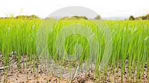 Planting seeds rice on field in rainy season in Northern Thailan