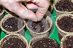 Planting seeds in seedling cups close-up