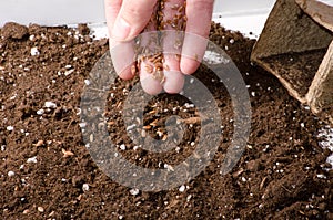 Planting seeds in soil hand and seeds