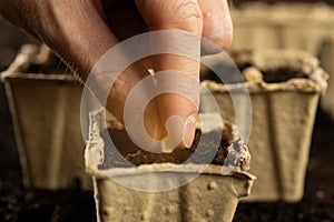 Planting seeds in spring. Planting seeds in peat pots. A hand plants a seed in a pot