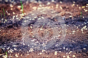 Planting seeds of wheat grains in the ground. Soil with wheat seeds clo