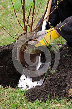 Planting a shrub