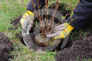 Planting a shrub