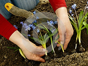 Planting siberian squill photo