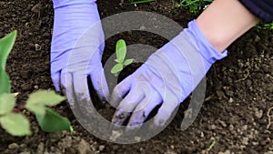 Planting a small green sprout in the soil.