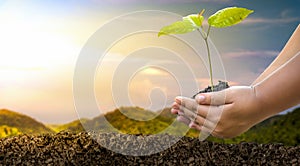 Planting small trees on a natural mountain Conservation of forest concepts and Earth Day in mobile phones, trees planted on nature