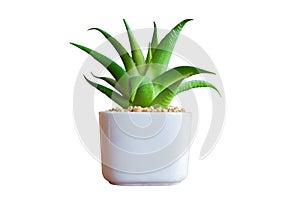 Planting sow Aloe vera In a white square vase