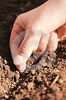 Planting spinach seeds