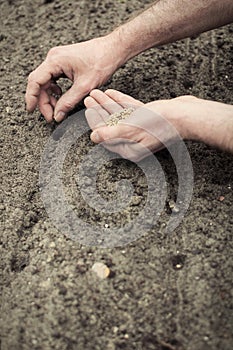 Planting spinach seeds