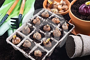 Planting spring flowers. Gardening tools and bulbous seedlings planted in peat pots