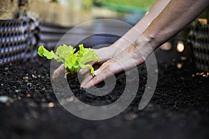 Planting spring lettuce seedling in fertile soil