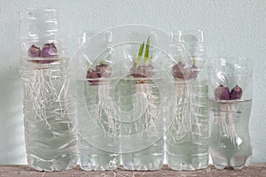 Planting spring onion in a plastic water bottle.