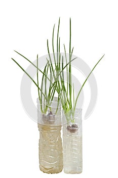 Planting spring onion by shallot in a plastic water bottle on white background.