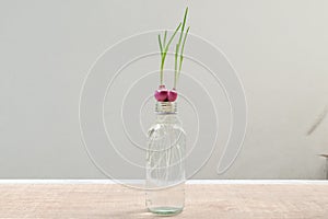 Planting spring onion by shallot in a water bottle