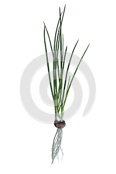 Planting spring onion by shallot in a water isolated on white background.