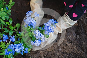 Planting Sprout or Sapling in Soil Garden with Hands