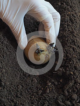 Planting sprouted tubers of potatoes in the ridges. Planting potatoes.