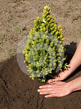 Planting spruce
