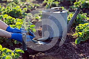 Planting strawberries in the garden